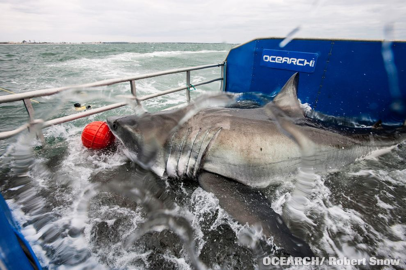 Illustration for article titled Bourbon Tags Along with Shark Researchers for Faster Aging